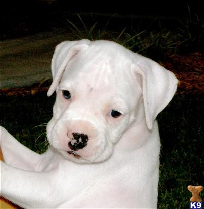 Puppies in GA